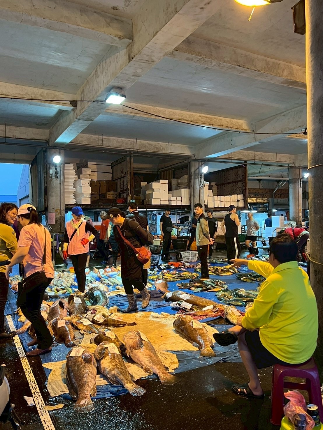 同學考察清晨的澎湖魚市場(點擊全頁檢視)圖片